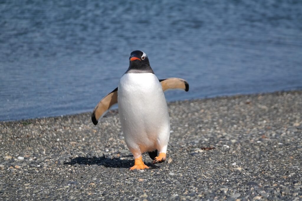penguin, walk, water edge, water, nature, wildlife, animals, ushuaia, argentina, penguin, penguin, penguin, penguin, penguin