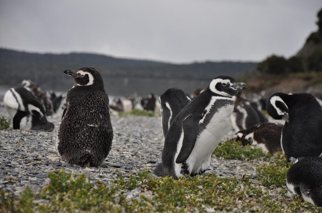 south america, ushuaia, penguin, penguins, brood, colony, nature, beach, sea, pebbles, family