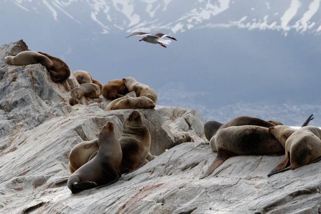 sea lions, bluschnabelmoewe, gull, beagle channel, patagonia, argentina, ushuaia, the beagle channel, patagonia, patagonia, ushuaia, ushuaia, ushuaia, ushuaia, ushuaia